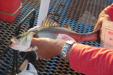 オリジナルメーカー海づり公園(市原市海づり施設) 釣果