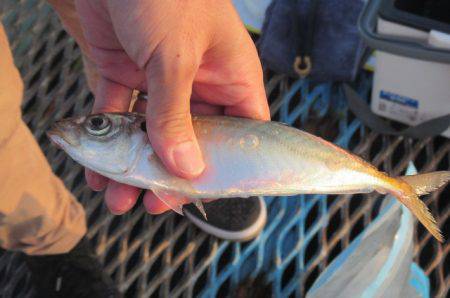 オリジナルメーカー海づり公園(市原市海づり施設) 釣果