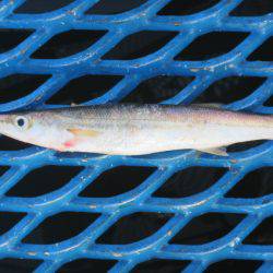 オリジナルメーカー海づり公園(市原市海づり施設) 釣果