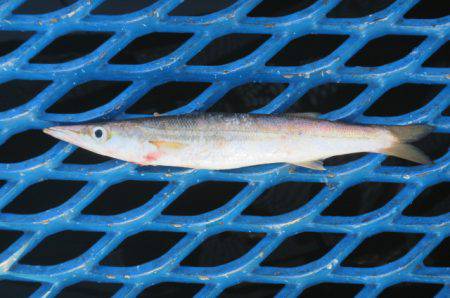 オリジナルメーカー海づり公園(市原市海づり施設) 釣果