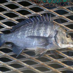 オリジナルメーカー海づり公園(市原市海づり施設) 釣果