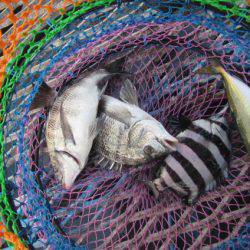 オリジナルメーカー海づり公園(市原市海づり施設) 釣果