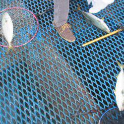 オリジナルメーカー海づり公園(市原市海づり施設) 釣果