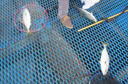 オリジナルメーカー海づり公園(市原市海づり…