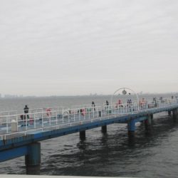 オリジナルメーカー海づり公園(市原市海づり施設) 釣果