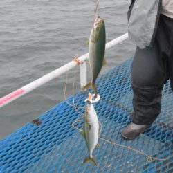 オリジナルメーカー海づり公園(市原市海づり施設) 釣果