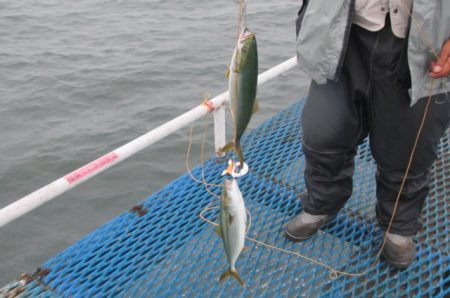 オリジナルメーカー海づり公園(市原市海づり施設) 釣果