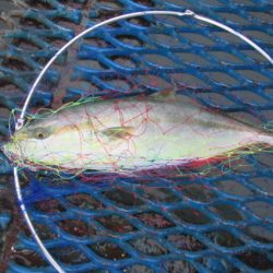 オリジナルメーカー海づり公園(市原市海づり施設) 釣果