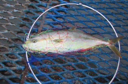 オリジナルメーカー海づり公園(市原市海づり施設) 釣果