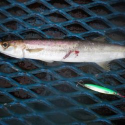 オリジナルメーカー海づり公園(市原市海づり施設) 釣果