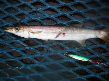 オリジナルメーカー海づり公園(市原市海づり施設) 釣果