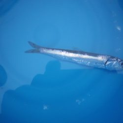 オリジナルメーカー海づり公園(市原市海づり施設) 釣果