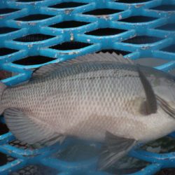 オリジナルメーカー海づり公園(市原市海づり施設) 釣果