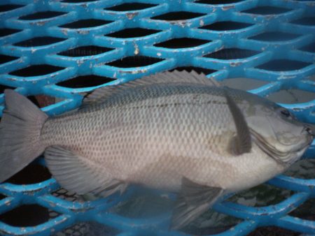 オリジナルメーカー海づり公園(市原市海づり施設) 釣果