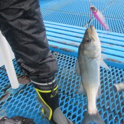 オリジナルメーカー海づり公園(市原市海づり施設) 釣果