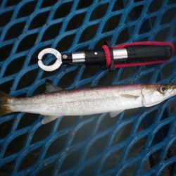 オリジナルメーカー海づり公園(市原市海づり施設) 釣果