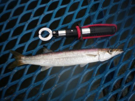 オリジナルメーカー海づり公園(市原市海づり施設) 釣果