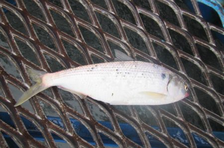 オリジナルメーカー海づり公園(市原市海づり施設) 釣果