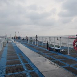オリジナルメーカー海づり公園(市原市海づり施設) 釣果