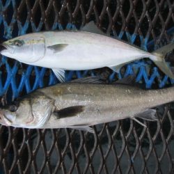 オリジナルメーカー海づり公園(市原市海づり施設) 釣果