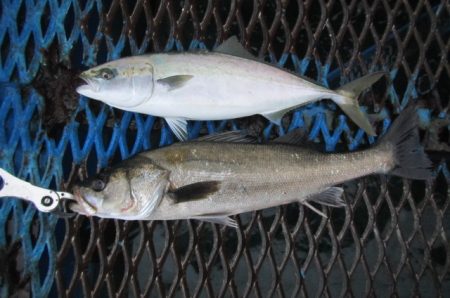 オリジナルメーカー海づり公園(市原市海づり施設) 釣果