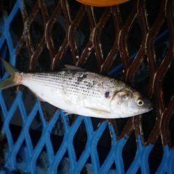オリジナルメーカー海づり公園(市原市海づり施設) 釣果
