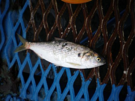オリジナルメーカー海づり公園(市原市海づり施設) 釣果