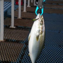 オリジナルメーカー海づり公園(市原市海づり施設) 釣果