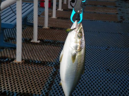 オリジナルメーカー海づり公園(市原市海づり…