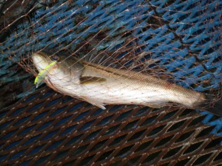 オリジナルメーカー海づり公園(市原市海づり施設) 釣果