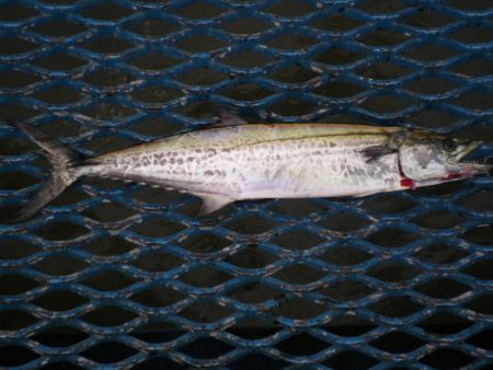 オリジナルメーカー海づり公園(市原市海づり施設) 釣果