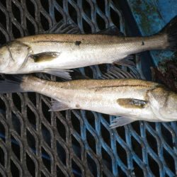 オリジナルメーカー海づり公園(市原市海づり施設) 釣果