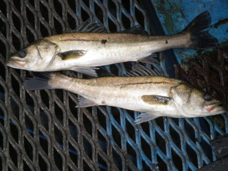 オリジナルメーカー海づり公園(市原市海づり施設) 釣果