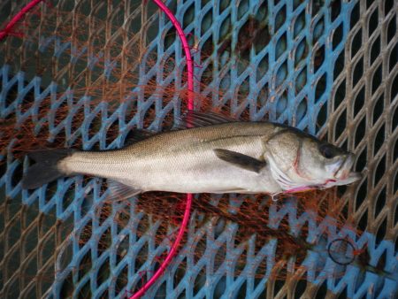 オリジナルメーカー海づり公園(市原市海づり…