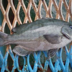 オリジナルメーカー海づり公園(市原市海づり施設) 釣果