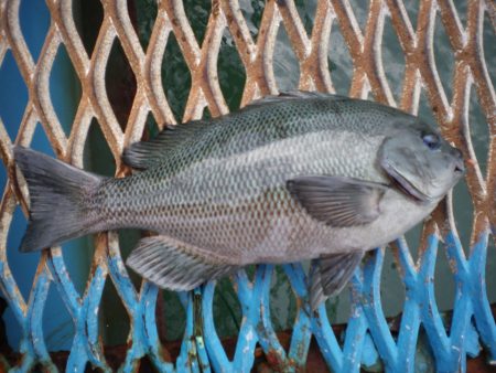 オリジナルメーカー海づり公園(市原市海づり施設) 釣果