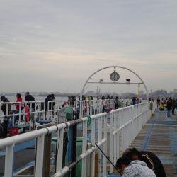 オリジナルメーカー海づり公園(市原市海づり施設) 釣果