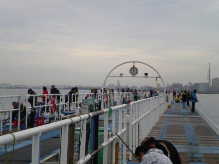 オリジナルメーカー海づり公園(市原市海づり施設) 釣果