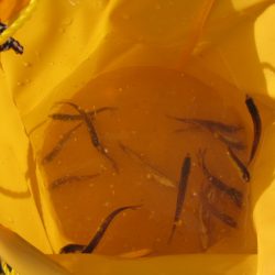 オリジナルメーカー海づり公園(市原市海づり施設) 釣果