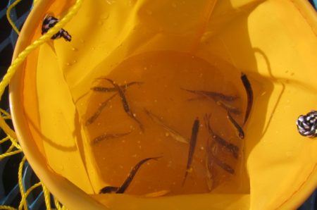 オリジナルメーカー海づり公園(市原市海づり施設) 釣果