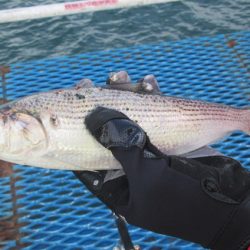 オリジナルメーカー海づり公園(市原市海づり施設) 釣果