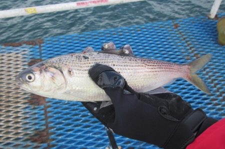 オリジナルメーカー海づり公園(市原市海づり施設) 釣果