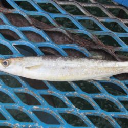 オリジナルメーカー海づり公園(市原市海づり施設) 釣果