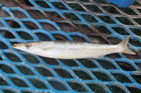 オリジナルメーカー海づり公園(市原市海づり施設) 釣果