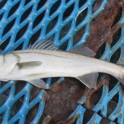 オリジナルメーカー海づり公園(市原市海づり施設) 釣果