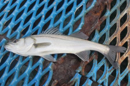 オリジナルメーカー海づり公園(市原市海づり施設) 釣果