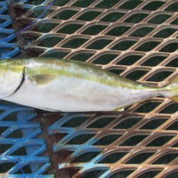 オリジナルメーカー海づり公園(市原市海づり施設) 釣果