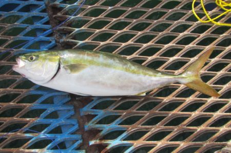 オリジナルメーカー海づり公園(市原市海づり施設) 釣果