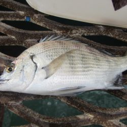 オリジナルメーカー海づり公園(市原市海づり施設) 釣果