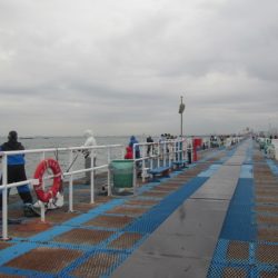 オリジナルメーカー海づり公園(市原市海づり施設) 釣果